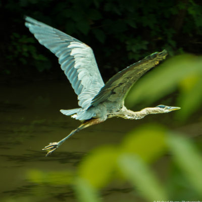 blue heron towpath