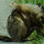 Woodchuck Cuyahoga Valley Nation Park